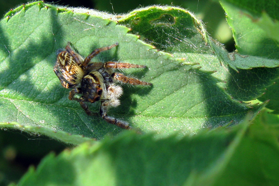 Carrhotus xanthogramma
